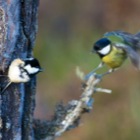 Black & Great Tit fighting for a place to sit