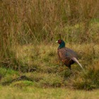 Pheasant