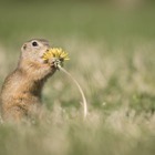 Yummie, dandelion!