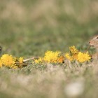 Dandelion extravaganza!