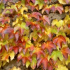 Autumnleaves near the Donau