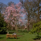Azalea Garden, Kew Gardens