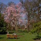 Azalea Garden, Kew Gardens