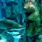Shark, London Aquarium