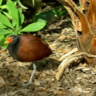 Vogel im Urwald