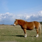 Paard, Renesse