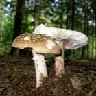 Paddestoelen