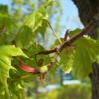 Spring Leaves