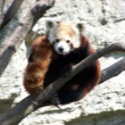 Kleiner Panda