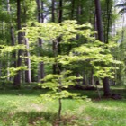 Wienerwald