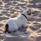 Hondje op het strand