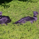 Purple birds in green, Tiergarten Schönbrunn