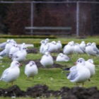 Seagulls in the Schönbrunner Park