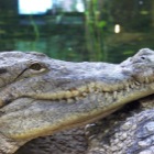 Crocodile, Tiergarten Schönbrunn