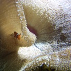 Clownsfish, Haus des Meeres