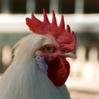 Rooster, Tiergarten Schönbrunn