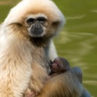 Gibbon with baby
