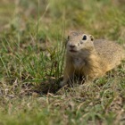 Gopher, Perchtoldsdorfer Heide