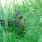 Duck, Brunn am Gebirge