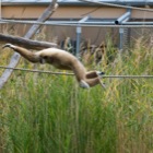 Gibbon im Flug, Tiergarten Schönbrunn