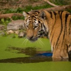 Tiger, Tiergarten Schönbrunn