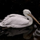 Pelican, Tiergarten Schönbrunn