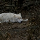 Wolf, Tiergarten Schönbrunn