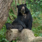 Bear, Tiergarten Schönbrunn