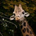 Giraffe, Tiergarten Schönbrunn