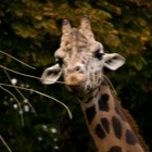 Giraffe, Tiergarten Schönbrunn