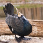 Kormoran, Tiergarten Schönbrunn