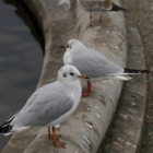 Möwen