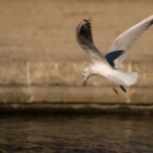 Seagull in flight
