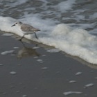 Strandlopers