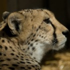 Gepard
