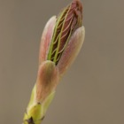 Knospe