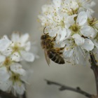 Biene auf Kirschblüte