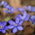 Leberblümchen