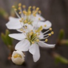 Weisse Blumen