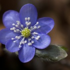 Leberblümchen