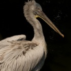 Portrait im Profil