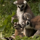 Kattafamilie 2