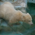 Eisbär