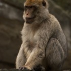 Porträt Berberaffenmännchen 1