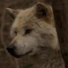 Wolf im Halbprofil