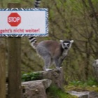 Katta, Stop - hier geht's nicht weiter