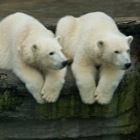 Eisbär Zwillinge