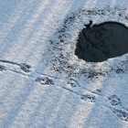 Entenspuren im Schnee