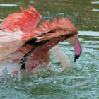 Flamingo badet