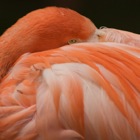 Roter Flamingo